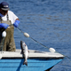 A fisherman catches a salmon in Shilshole Bay just outside the Ballard Locks in Seattle. Photo: AP